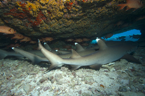 Sleeping White Tip Sharks in the Similan Islands