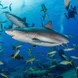 Reef Sharks at Austin Smith Wreck