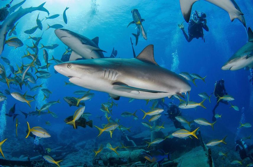 Reef Sharks at Austin Smith Wreck