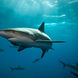 Caribbean Reef Shark Bahamas