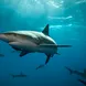 Caribbean Reef Shark Bahamas