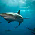 Caribbean Reef Shark Bahamas