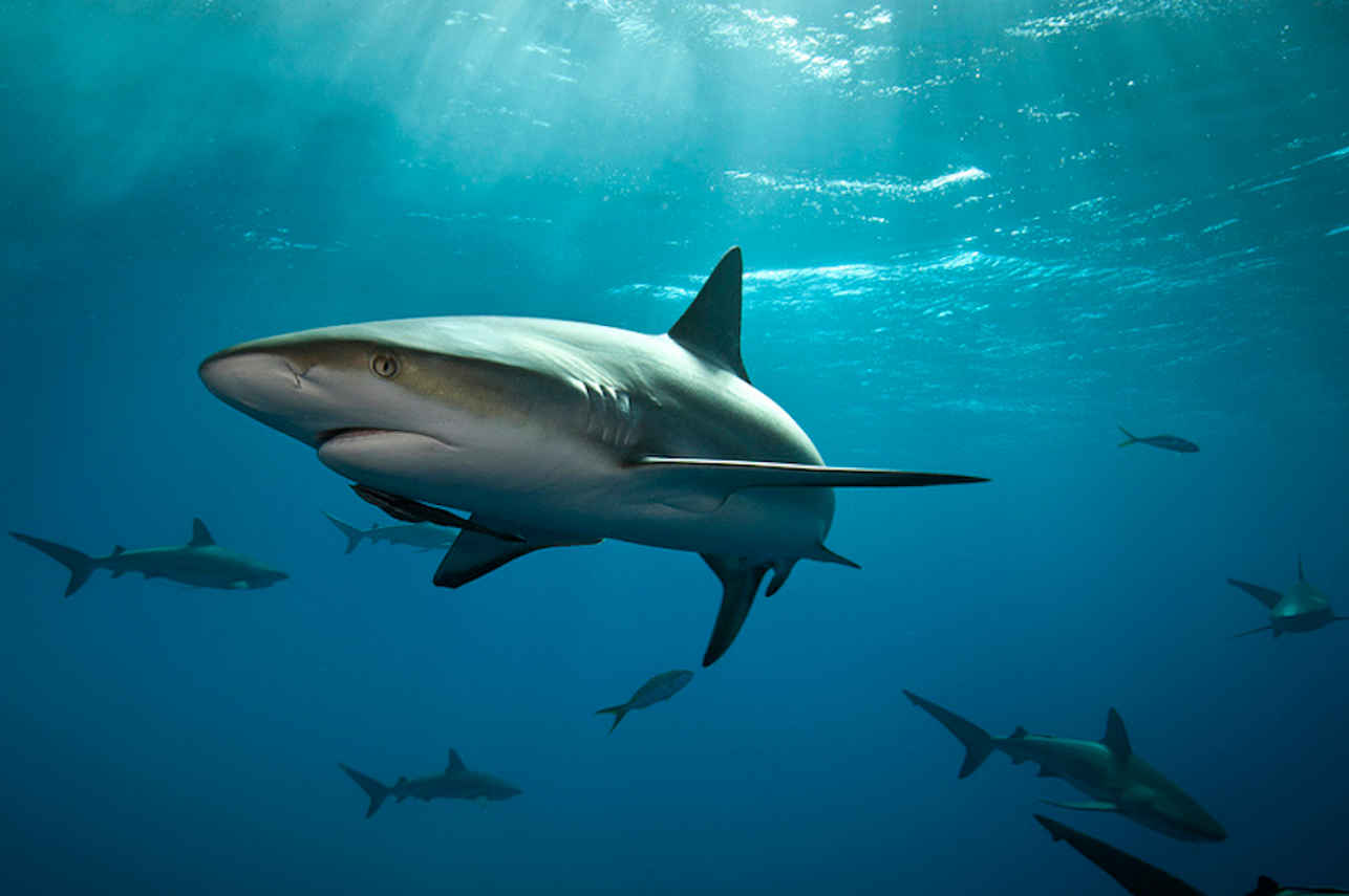 Caribbean Reef Shark Bahamas
