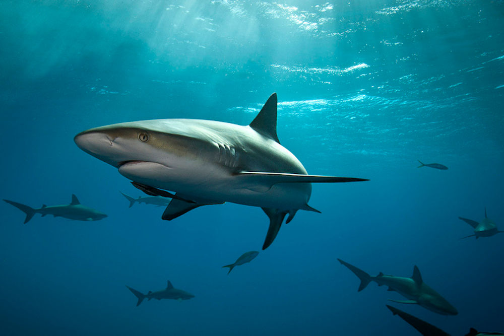 Caribbean Reef Shark Bahamas