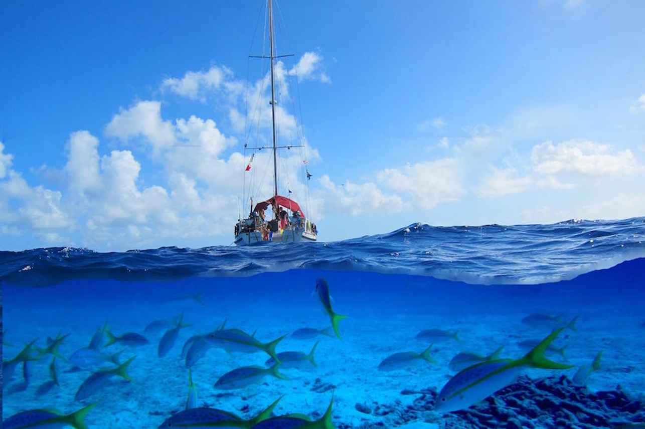 Marine Life - Blackbeards Morning Star