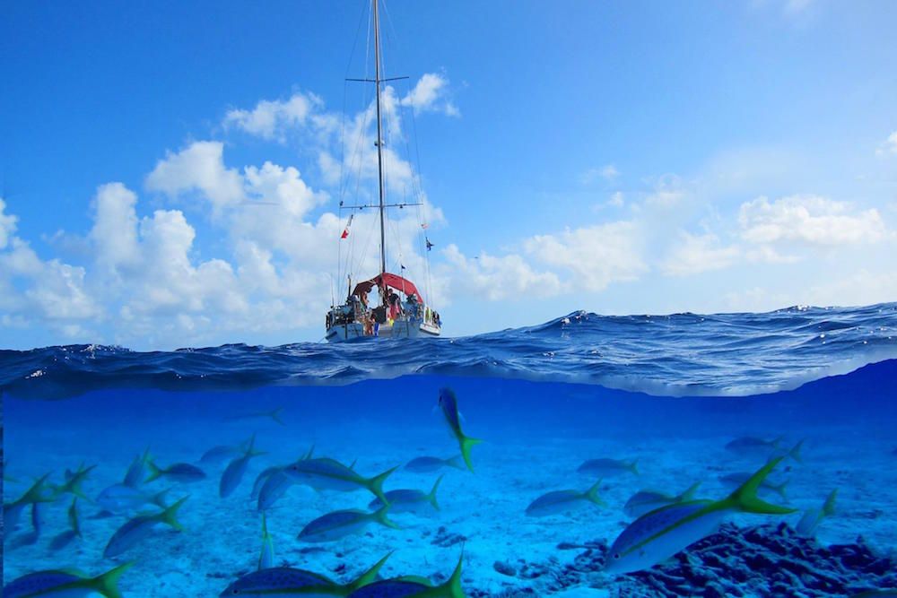 Marine Life - Blackbeards Morning Star