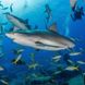 Caribbean Reef Sharks at the Austin Smith Wreck Bahamas