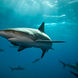 Caribbean Reef Shark