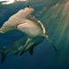 Scalloped Hammerhead Shark