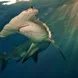 Scalloped Hammerhead Shark