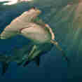 Scalloped Hammerhead Shark