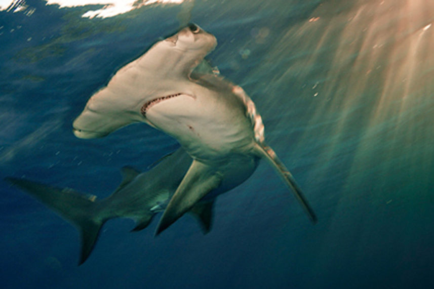 Scalloped Hammerhead Shark