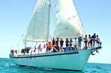 All Star Blackbeards Sea Explorer