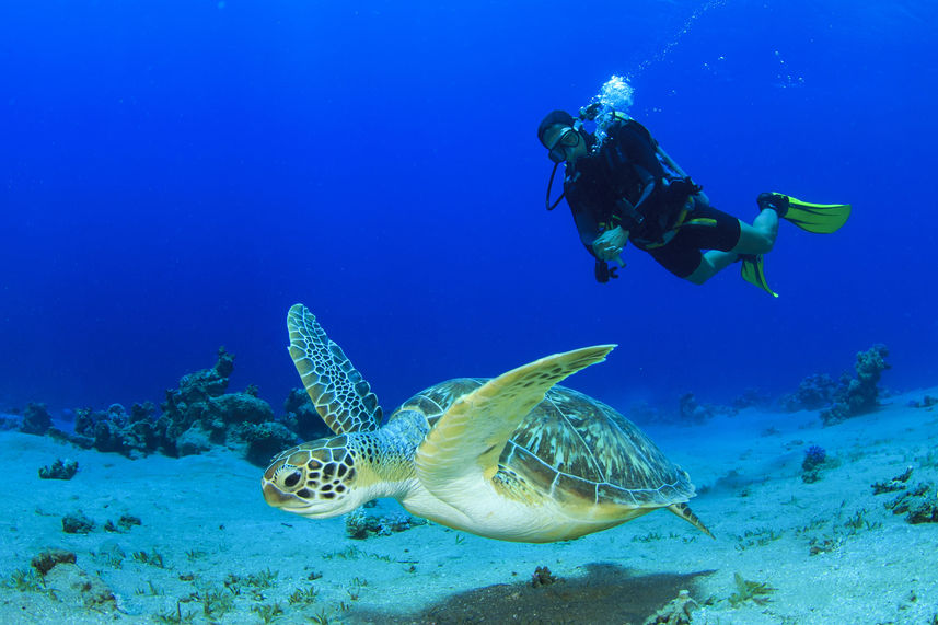 Diving - Lucy