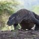 Komodo Dragon Indonesia