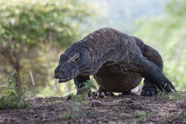 Komodo Dragon Indonesia