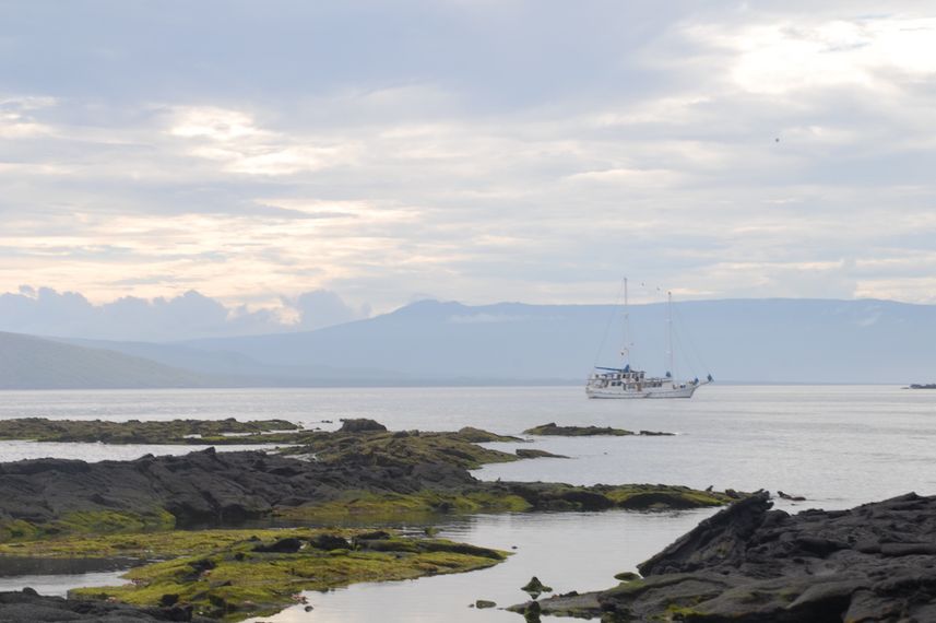 Esplorazione dell'isola - Cachalote