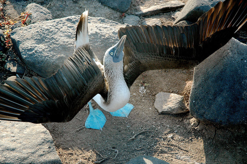 Blue Footed Boobie Galapagos