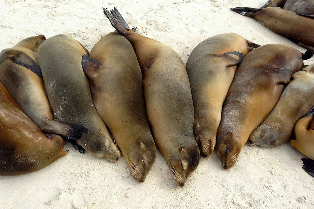 Sealions - Cachalote