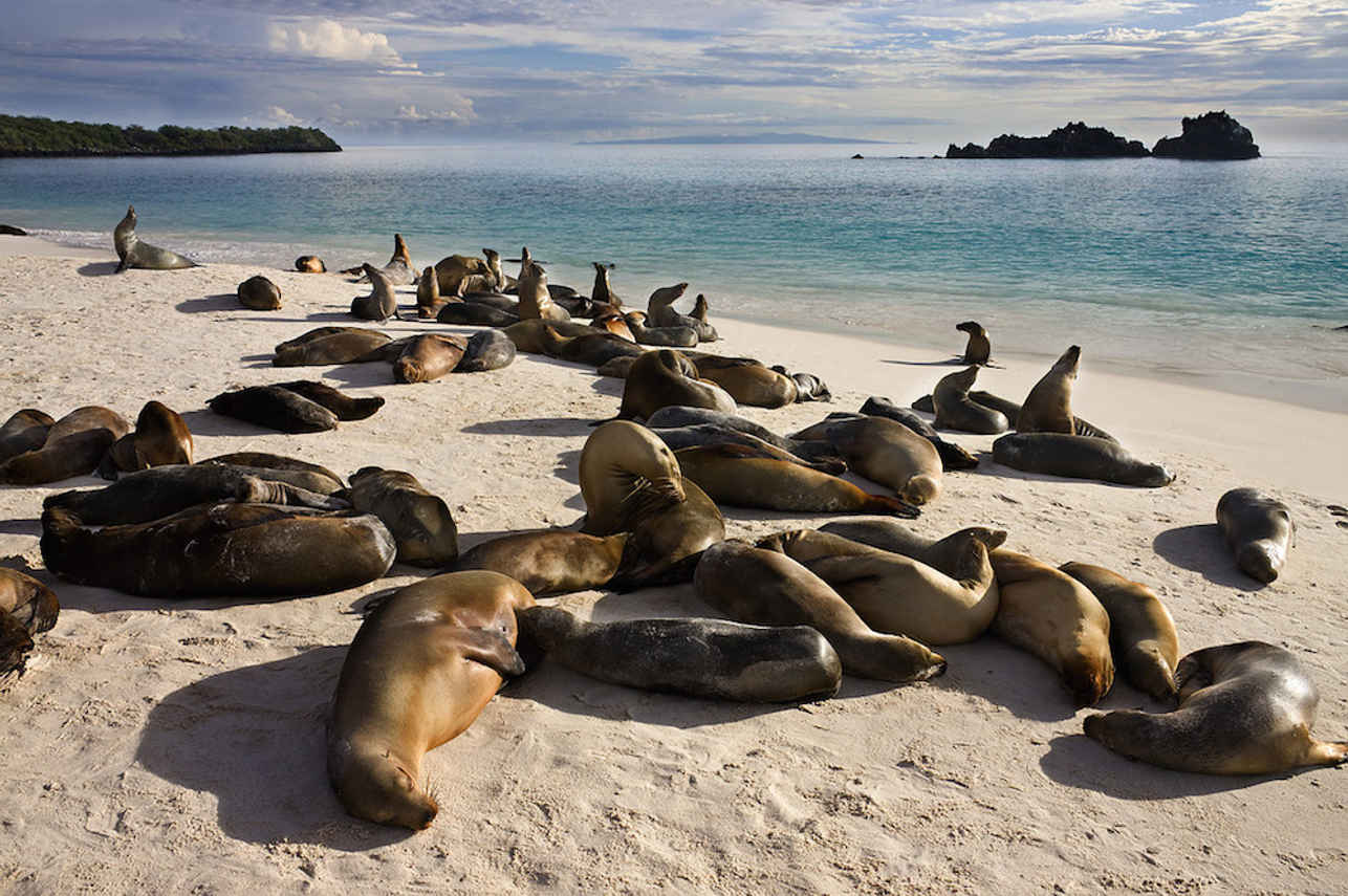 Sealions - Cachalote