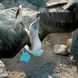 Blue Footed Boobie - Galapagos Islands