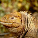 Land Iguana Galapagos