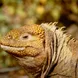 Land Iguana Galapagos