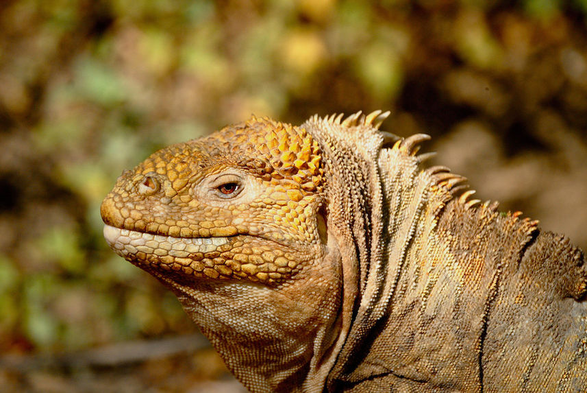 Land Iguana Galapagos