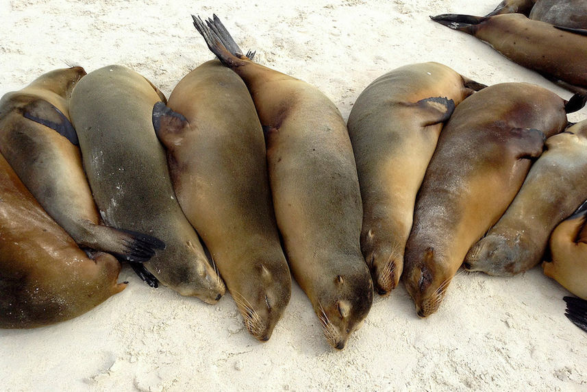 Galapagos Sealions 