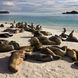 Colony of sea lions in the Galapagos