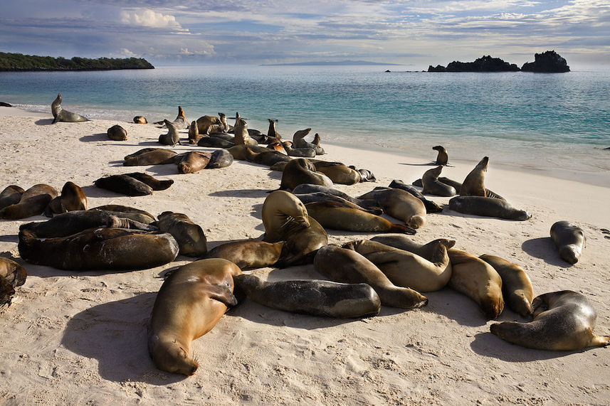 Colony of sea lions in the Galapagos