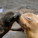 Sea lion and cub in the Galapagos