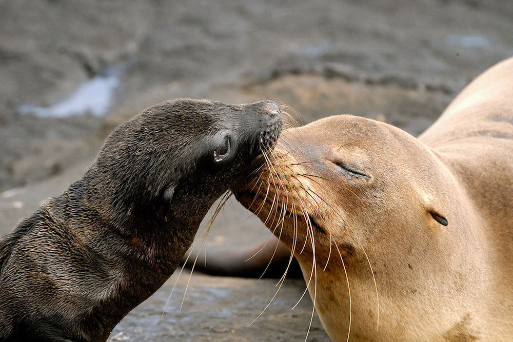 Sea lion and cub in the Galapagos