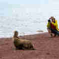 Sealions - Mary Anne