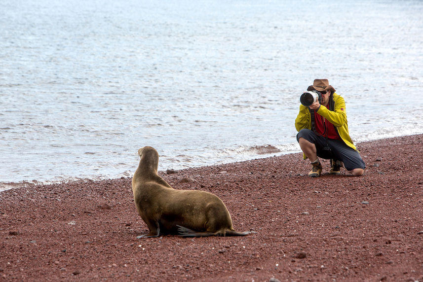 Sealions - Mary Anne