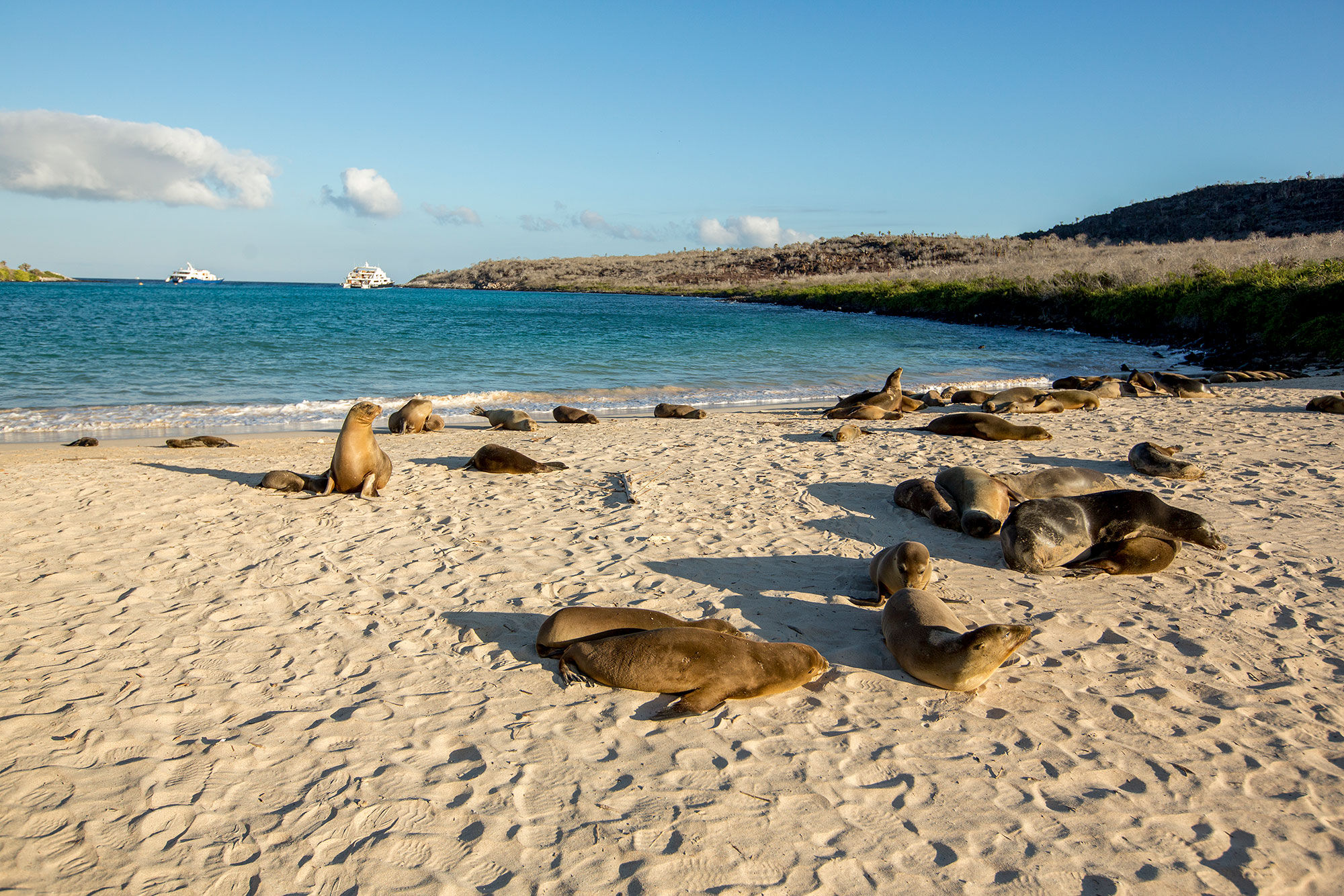 Leones de mar  - Mary Anne