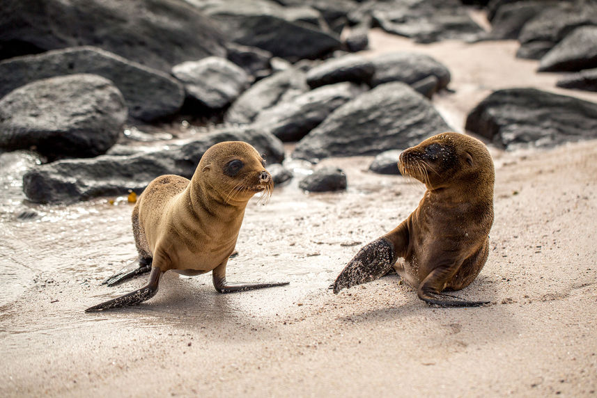 Marine Life - Mary Anne