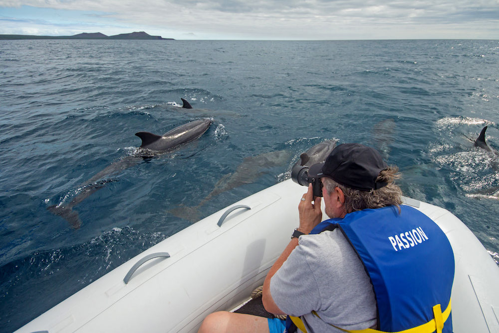 Dolphin spotting - MY Passion Galapagos
