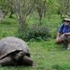 Giant Tortoise - Passion