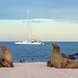 Leones de mar  - Nemo III