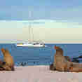 Sealions - Nemo III
