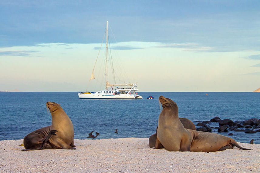 Lions de mer  - Nemo III