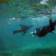 #diving