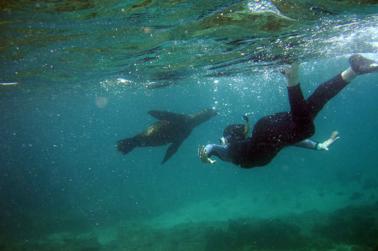 Diving