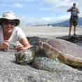 Galapagos Turtle