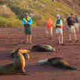 Up close with a Sea Lion colony in the Galapagos