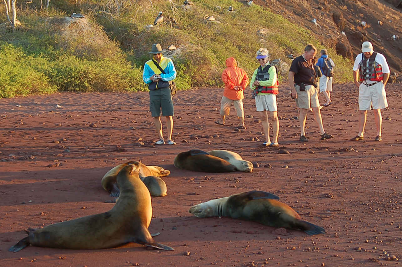 Up close with a Sea Lion colony in the Galapagos