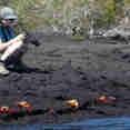 Sally Lightfoot Crabs Galapagos