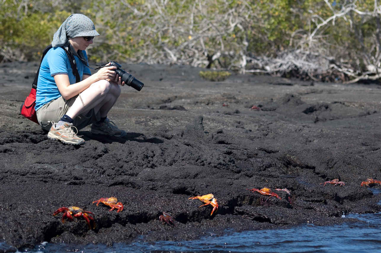 Sally Lightfoot Crabs Galapagos