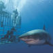 Dive with Great White Sharks in Guadalupe